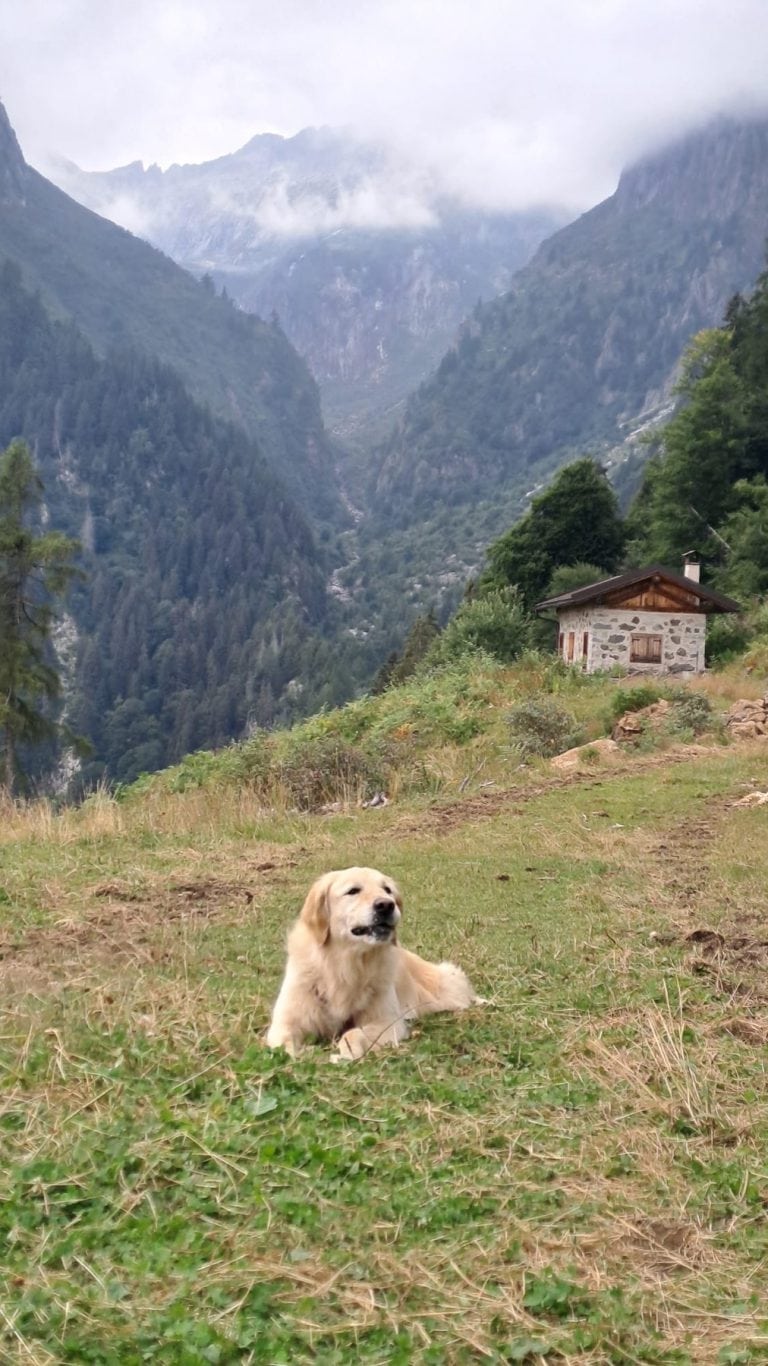 Un cane riposa sul prato davanti alla malga, con le cime sullo sfondo