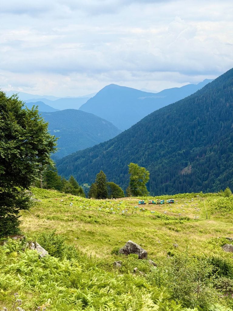 L’apiario della stazione di fecondazione visto dall’alto tra i pascoli