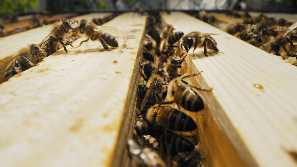 Api al lavoro tra i telaini dell’arnia